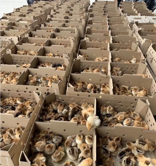 青松家禽饲养专业合作社